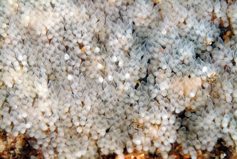 Hexaplex trunculus in riproduzione